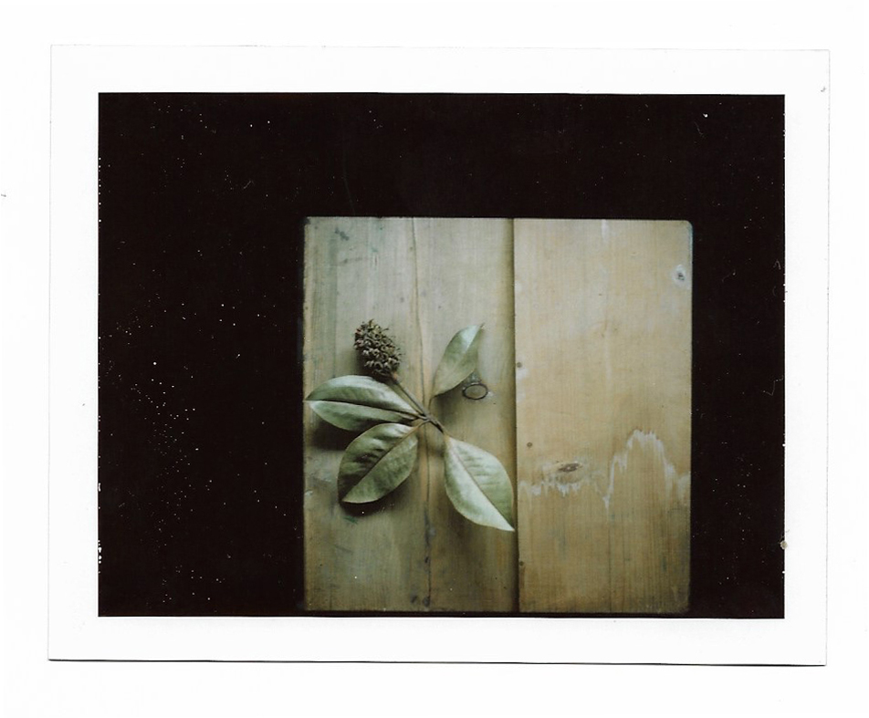 SONIA MARIN Polaroid